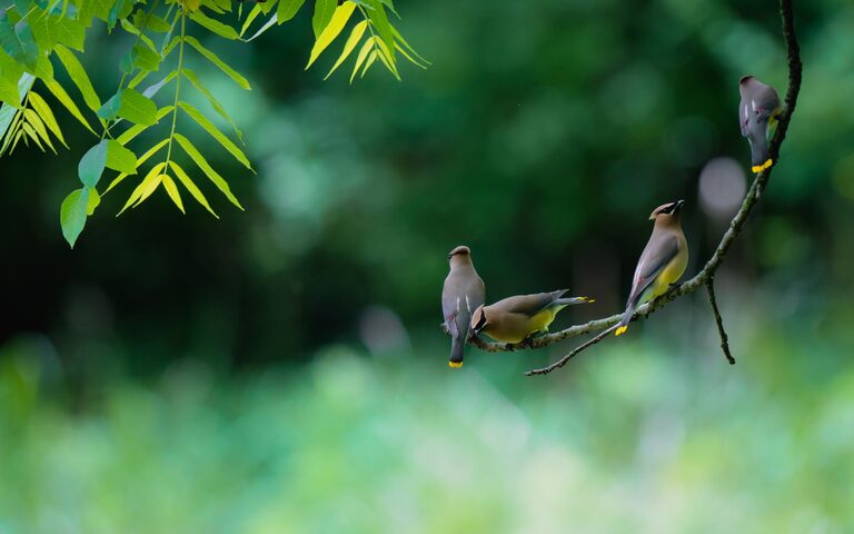 Beginner Tips for Backyard Birdwatching: A Friendly Guide